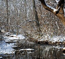 After the Snowstorm by MarjorieB