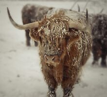 Highlands Snow Coo by Brian Kerr