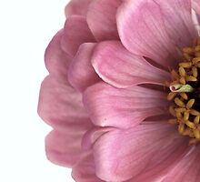 ~ bashful ~ by Maria Moro