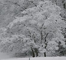 silent white by Christopher Ewing