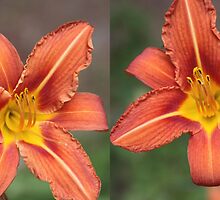 Orange Lilies from left to right or Vice Versa by Robert Armendariz