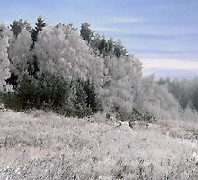 Frost in sunshine after cold night by Antanas