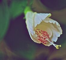 I painted my garden... by Kornrawiee