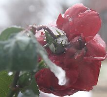 One frozen garden rose by YasLalu