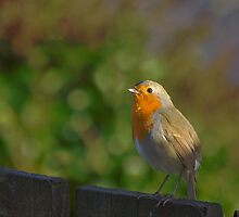 Robin by M G Pettett