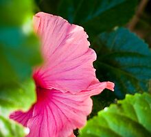 Bashful Bloom by Rhoufi