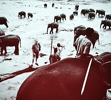 Elephant by bnzn