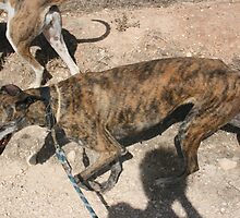 Beautiful Nina, still looking for a Home by homesick