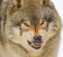 Temper! by Daniel Parent