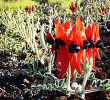 Sturt Desert Pea by billypump