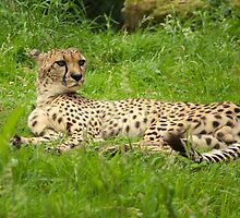 Cheetah, lazy but alert by steppeland