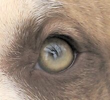 A Dogs Eye View - A Look Inside - Original by Ginny York