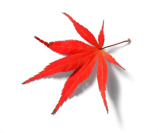 quot red leaf from japanese acer maple tree quot by camille wesser quot red leaf from japanese acer maple tree quot by camille wesser