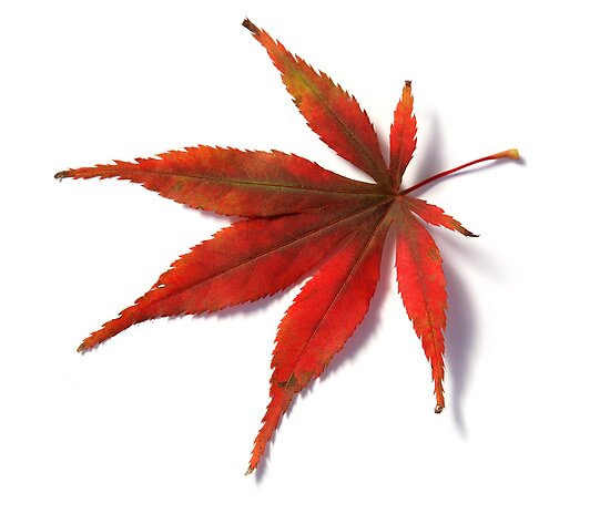 Acer Tree Leaf
