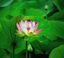 Breakthrough by Marion Cullen