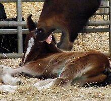 My Foal !!! Stay Away by AnnDixon