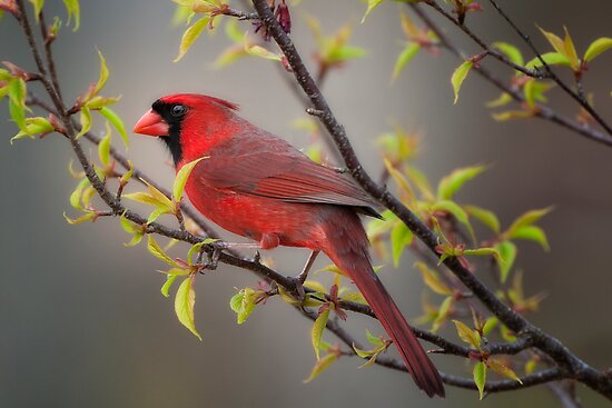 Cardinal In Spring