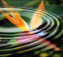 Beauty of the BOP reflection: by Cherubtree