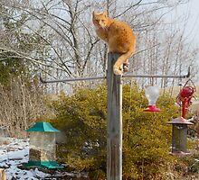 where the birds are by katpartridge