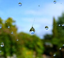 Floating Worlds! - Drops on Webs - NZ by AndreaEL
