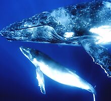 Humpback whales by Melissa Fiene