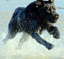 1000 cc Dog Power by Alan Mattison