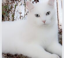Casper Maxwell Snow by Karen Kaleta