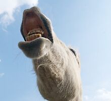 You've got a face like a horse.... by marc melander