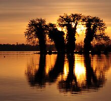 Island of herons waking up by Javimage