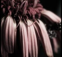 ~ephemeral~ by Cordelia