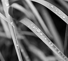 Drops in the cold Icelandic spring by steinivigg