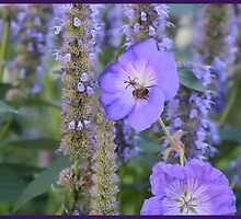 Indigo Summer by HELUA