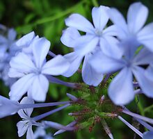 Wysteria Lane by Caine Mazoudier