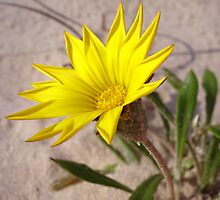 Beach Bloom by Caine Mazoudier