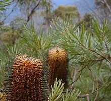 Bottlebrush Mountains by Caine Mazoudier