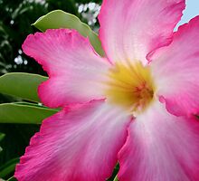 Hibiscus by Caine Mazoudier