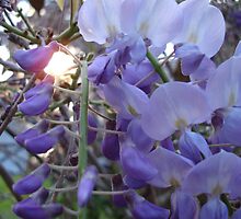 Wysteria Sunset by Caine Mazoudier