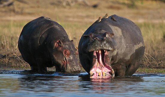 African Hippopotamus