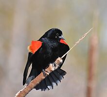 Displaying Male by Lynda McDonald