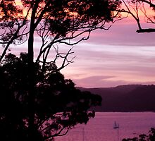 Pittwater Musk by Caine Mazoudier