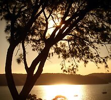 Pittwater Gold by Caine Mazoudier