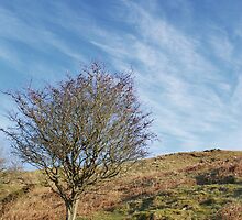Precipice walk -lone tree by StephenRB