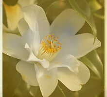 Soak Up The Sun by Jayne Le Mee