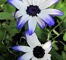 Pretty spring flowers by buttonpresser
