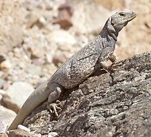 Chuckwalla by Anthony Brewer