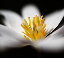 Ephemeral by Tim Devine