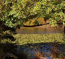 Autumn Surrounds by Lozzar Landscape