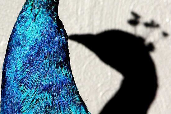 Peacock Shadow