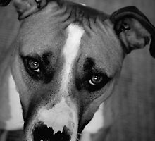 Wrinkle Head by Rebecca Lipscomb