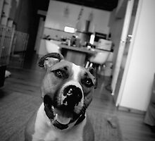 Big Ole Noggin by Rebecca Lipscomb